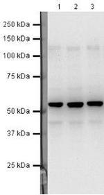 TFPI Antibody in Western Blot (WB)