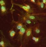 HOXA6 Antibody in Immunocytochemistry (ICC/IF)