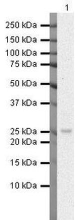 HOXA6 Antibody in Western Blot (WB)