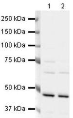 FEN1 Antibody in Western Blot (WB)