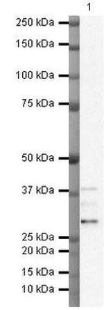 TIP30 Antibody in Western Blot (WB)