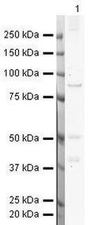 CXCR3 Antibody in Western Blot (WB)