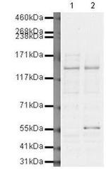 BRD1 Antibody in Western Blot (WB)