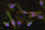 Nrf2 Antibody in Immunocytochemistry (ICC/IF)