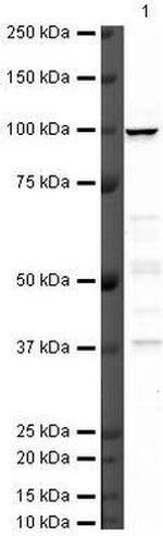 Nrf2 Antibody in Western Blot (WB)
