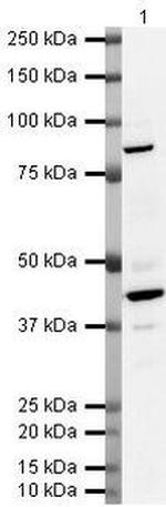 PIK3R1 Antibody in Western Blot (WB)