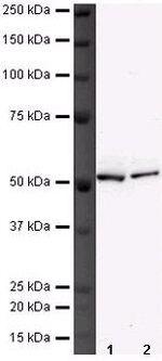 DNAJC3 Antibody in Western Blot (WB)
