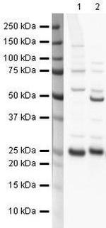 PRDX6 Antibody in Western Blot (WB)