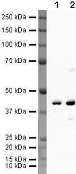 FEN1 Antibody in Western Blot (WB)