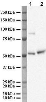 KLF10 Polyclonal Antibody