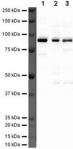 COMP Antibody in Western Blot (WB)