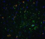 Neurturin Antibody in Immunohistochemistry (IHC)