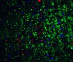 Neurturin Polyclonal Antibody