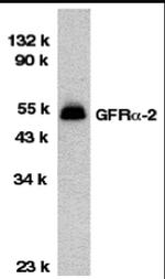 GFR alpha-2 Antibody in Western Blot (WB)