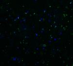 TRAIL-R2 (DR5) Antibody in Immunohistochemistry (Paraffin) (IHC (P))