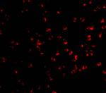 IKK alpha Antibody in Immunocytochemistry (ICC/IF)