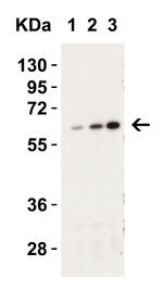Caspase 9 Polyclonal Antibody