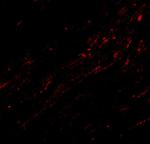 CIDEA Polyclonal Antibody