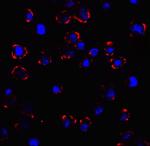 CX3CR1 Polyclonal Antibody