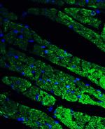 CX3CR1 Antibody in Immunohistochemistry (PFA fixed) (IHC (PFA))