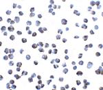 GPR15 Polyclonal Antibody