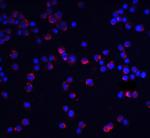 IL-1RAcP Polyclonal Antibody