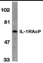 IL-1RAcP Antibody in Western Blot (WB)