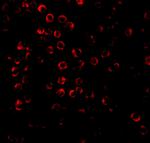 BAG4 Antibody in Immunocytochemistry (ICC/IF)