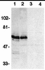 BAG4 Antibody in Western Blot (WB)
