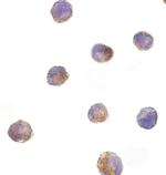 DFFB Polyclonal Antibody