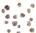 Bcl-10 Antibody in Immunocytochemistry (ICC/IF)