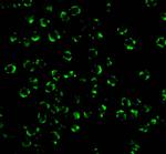 RIP2 Antibody in Immunocytochemistry (ICC/IF)