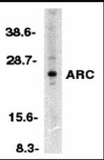 ARC Polyclonal Antibody