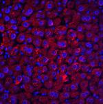 RYBP Antibody in Immunohistochemistry (IHC)