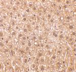 RYBP Antibody in Immunohistochemistry (IHC)
