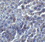 RYBP Antibody in Immunohistochemistry (IHC)