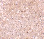 Caspase 13 Polyclonal Antibody