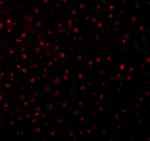 Caspase 12 Polyclonal Antibody