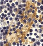 DC-SIGN Polyclonal Antibody