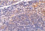 DIABLO Antibody in Immunohistochemistry (Paraffin) (IHC (P))