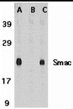 DIABLO Antibody in Western Blot (WB)