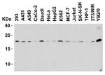 DIABLO Antibody in Western Blot (WB)