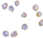 MTBP Polyclonal Antibody