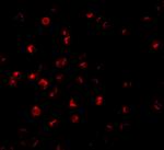 ILP-2 Antibody in Immunocytochemistry (ICC/IF)