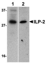 ILP-2 Antibody in Western Blot (WB)