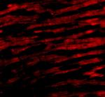 Bcl-rambo Antibody in Immunocytochemistry (ICC/IF)