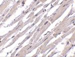Bcl-rambo Antibody in Immunohistochemistry (IHC)