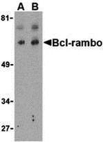 Bcl-rambo Antibody in Western Blot (WB)