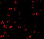 PUMA alpha Polyclonal Antibody