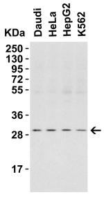PHAP I Antibody in Western Blot (WB)